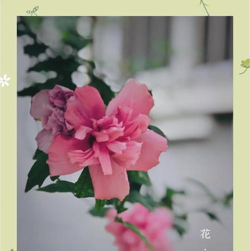 木槿花语与哪些成语相似？这些成语的含义是什么？