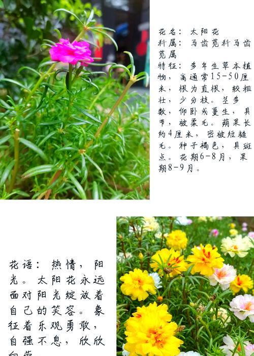 太阳花的花语有哪些？哪种花语是最好的？