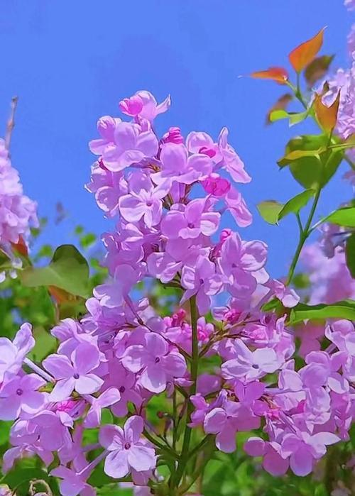 丁香的花语是什么？丁香还有哪些别名和传说？