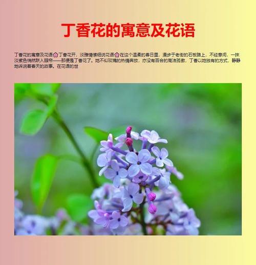 丁香的花语是什么？丁香还有哪些别名和传说？