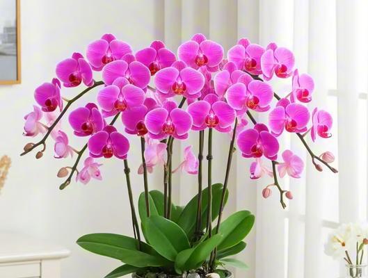 哪种花的花语是“我爱你”？这种花代表什么？