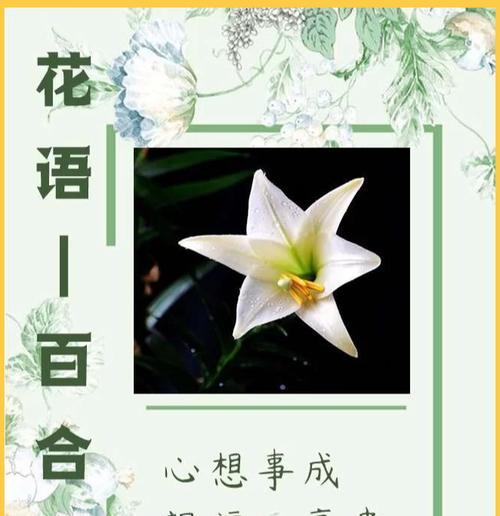哪种花的花语是“我爱你”？这种花代表什么？