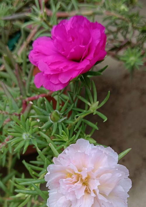 哪种花的花语是坚强不屈？这种花象征着什么？