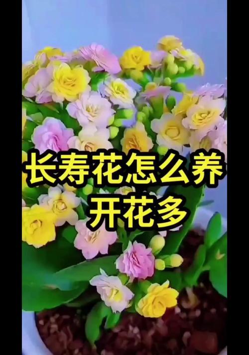 什么花的花语是长寿健康？如何用花来祝福健康？