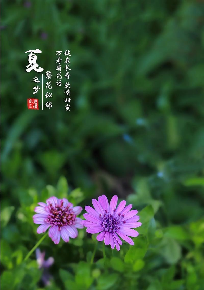 什么花的花语是长寿健康？如何用花来祝福健康？