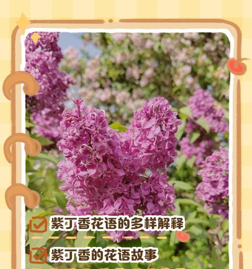 丁香的花语和寓意是什么？它在爱情中代表什么？