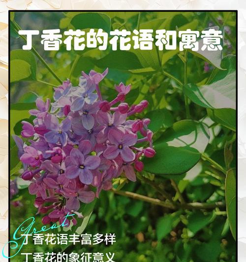 丁香的花语和寓意是什么？它在爱情中代表什么？