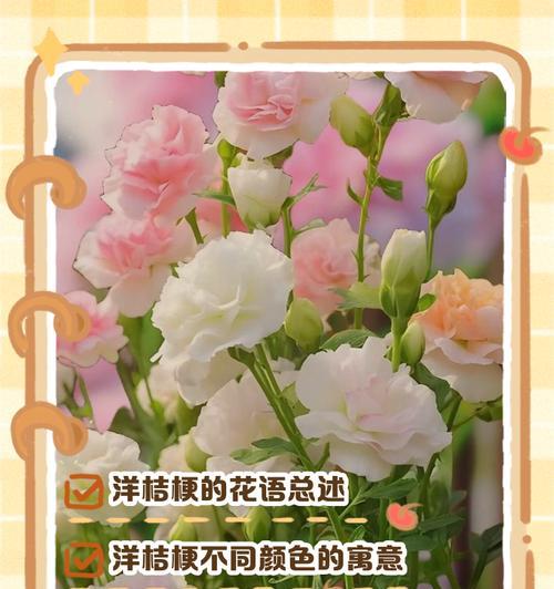 不同颜色的洋桔梗的花语是什么？每种颜色代表什么意义？