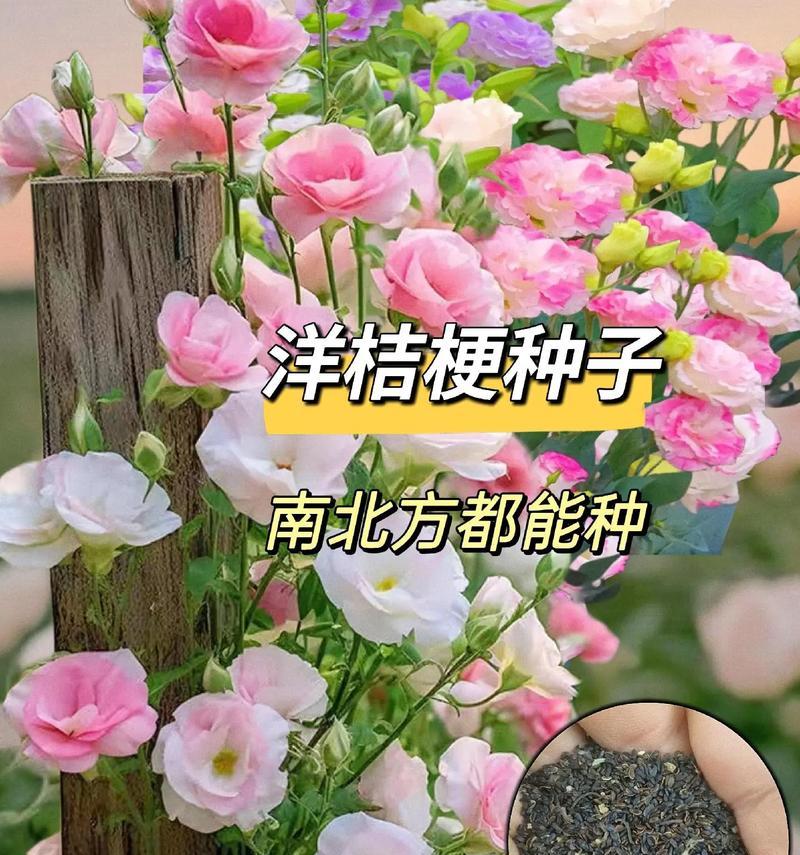 不同颜色的洋桔梗的花语是什么？每种颜色代表什么意义？