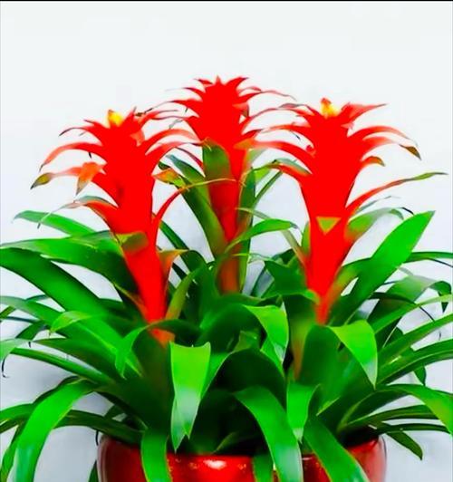 什么花的花语是鸿运当头？如何用花来祈求好运？