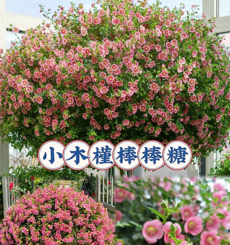 木槿花语相似的花有哪些？