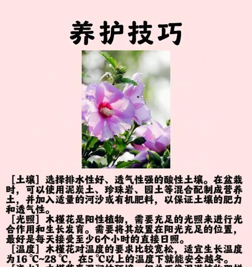 木槿花语相似的花有哪些？
