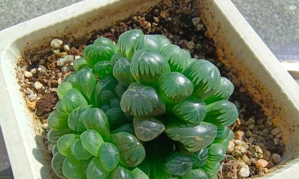 玉露的花语是什么？