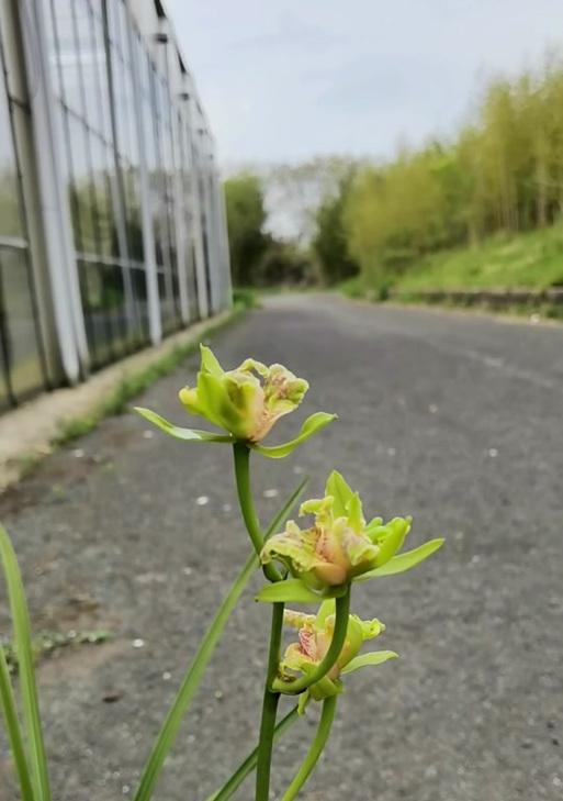 玉露的花语是什么？