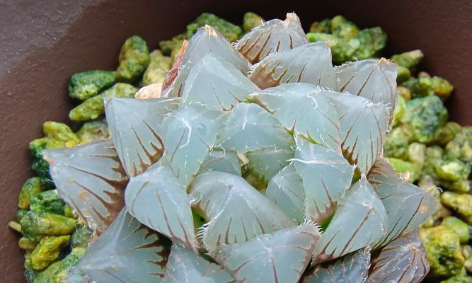玉露的花语是什么？