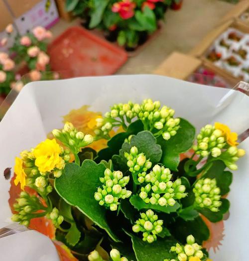 长寿花的花语有哪些含义？