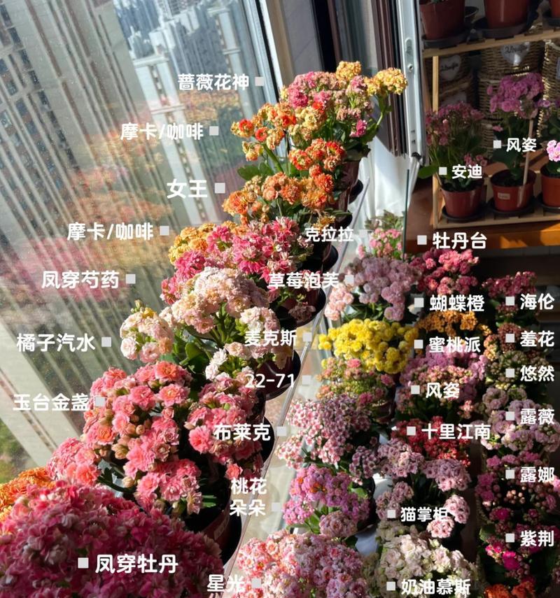 长寿花的花语有哪些含义？
