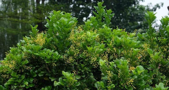 金粟兰的花语是什么？它有哪些寓意？