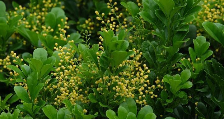 金粟兰的花语是什么？它有哪些寓意？