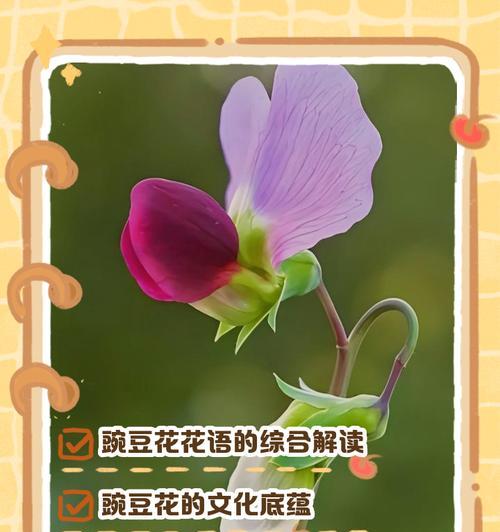 欧石楠的花语背叛是什么意思？它在哪个文化中出现？