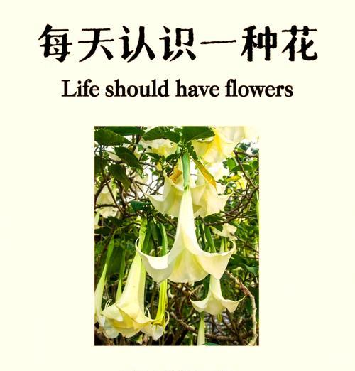 曼陀罗的花语有哪些？它们分别代表什么？