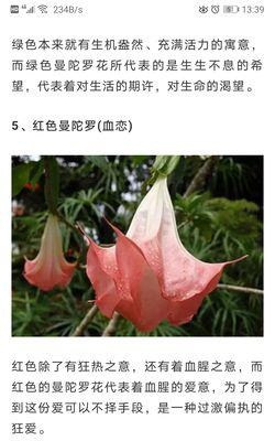 黄色曼陀罗花的花语是什么？