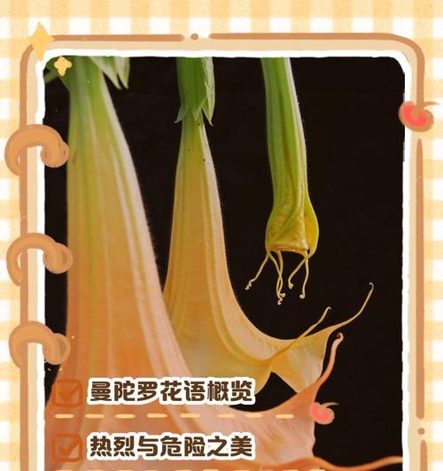 黄色曼陀罗花的花语是什么？