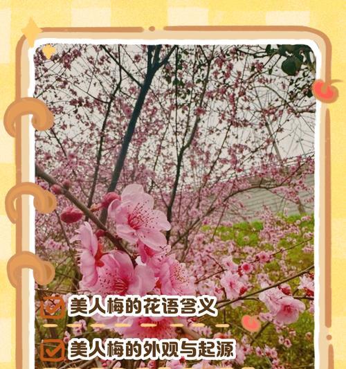 地点梅的花语有哪些特别之处？