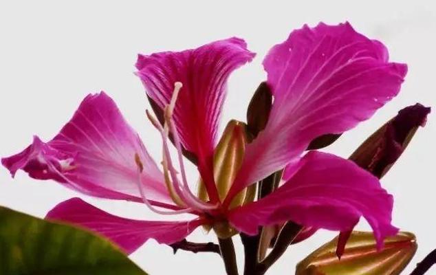 红花羊蹄甲的花语谚语是什么？