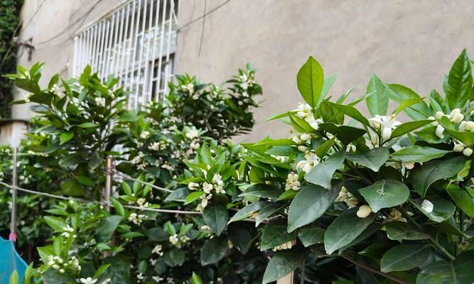 桔子花的花语代表什么？