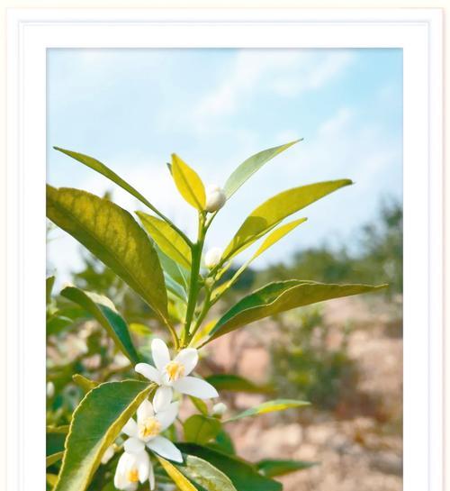 桔子花的花语代表什么？