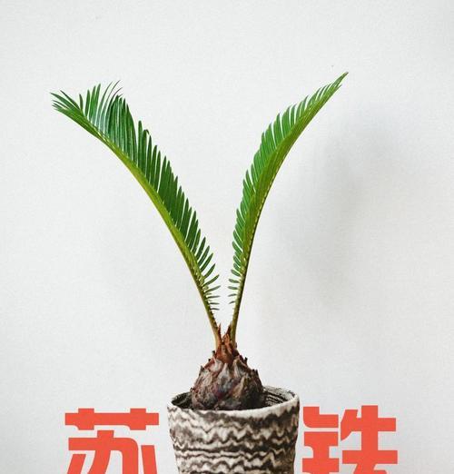 苏铁的花语是长寿吗？苏铁还有哪些其他的花语含义？