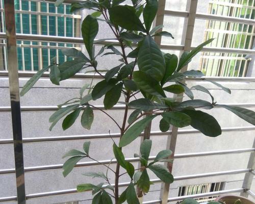 神秘果的花语是什么？神秘果背后有哪些传说或故事？
