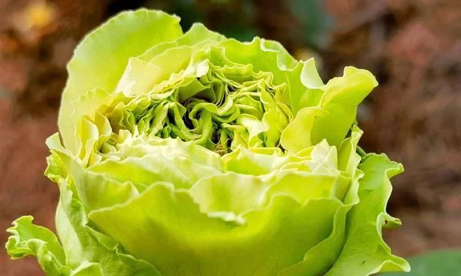 绿色花的花语与寓意是什么？绿色花有哪些特别的象征意义？