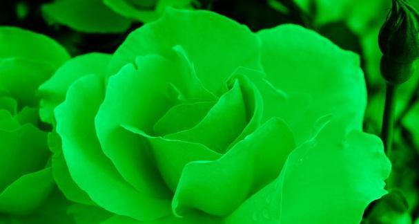 绿色花的花语与寓意是什么？绿色花有哪些特别的象征意义？