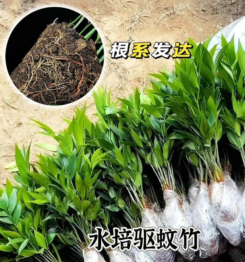 长寿竹象征着什么？长寿竹的花语含义是什么？