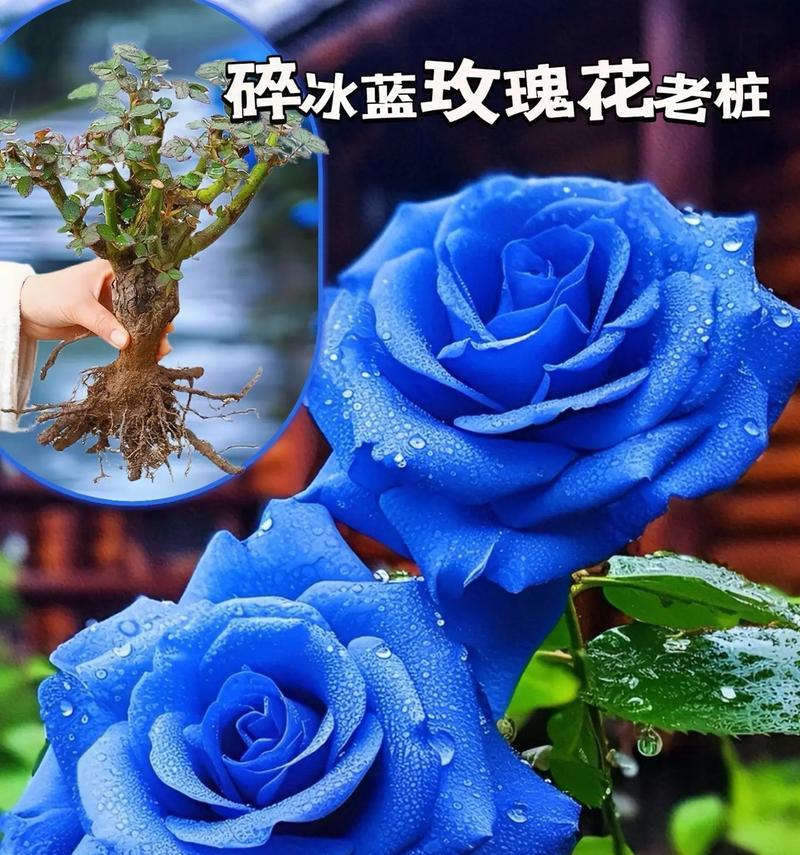 蓝色妖姬在花期的花语是什么？它有何特别含义？