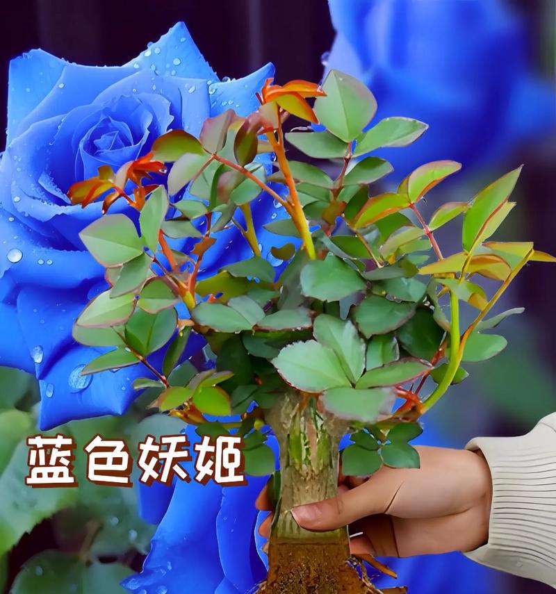 蓝色妖姬在花期的花语是什么？它有何特别含义？
