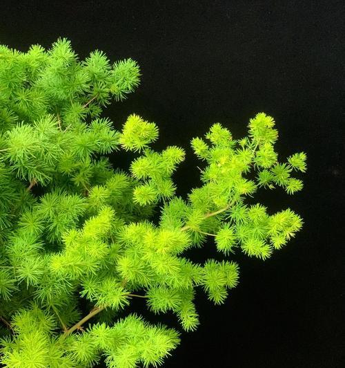 松树的花语是什么？它象征着什么？