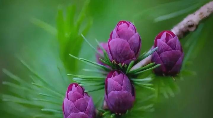 松树的花语是什么？它象征着什么？
