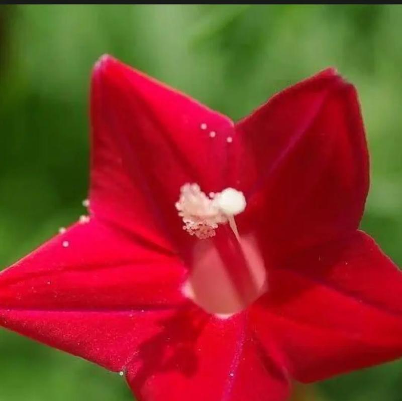松树的花语是什么？它象征着什么？