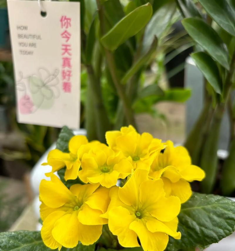 哪种花的花语代表青春？它传递了哪些信息？