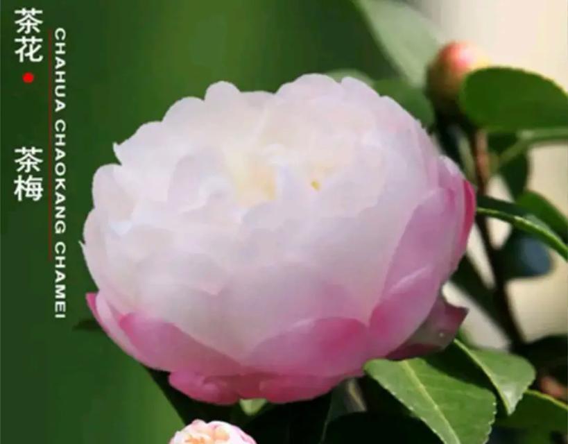 哪种花的花语代表青春？它传递了哪些信息？