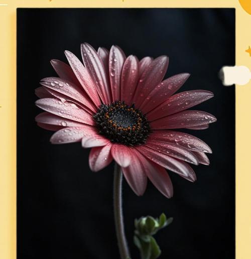 非洲菊的花语是什么？它代表了什么意思？