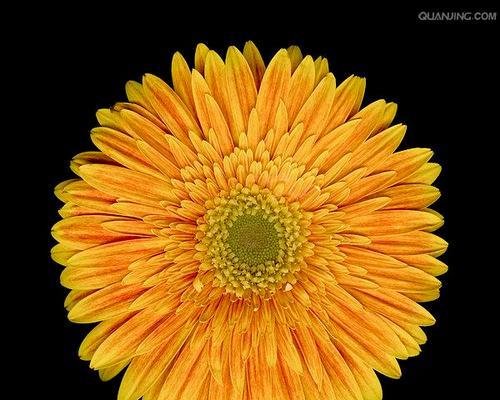 非洲菊的花语是什么？它代表了什么意思？