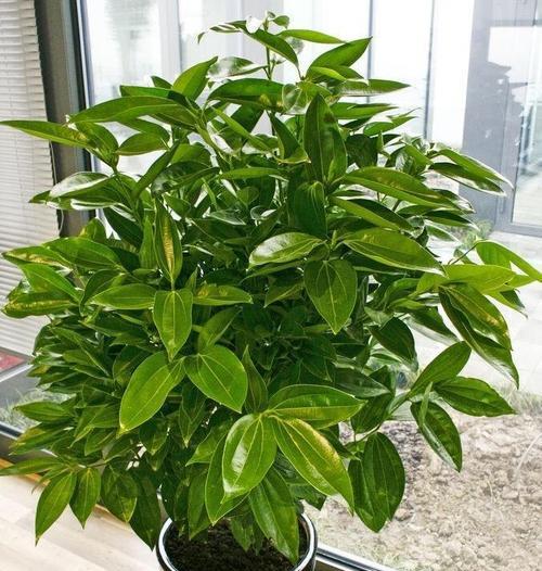 平安树的花语是什么？它象征着什么？