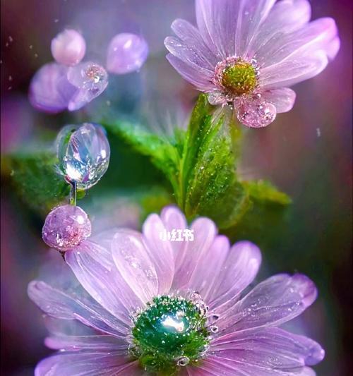 紫色雏菊花语和寓意是什么？它代表了什么？