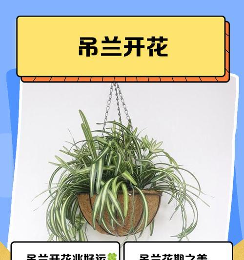 吊篮花语象征与寓意是什么？它代表了什么？