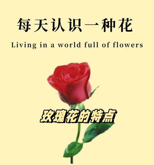 关于花和花语的故事有哪些？花语背后有哪些故事？