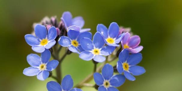 西方花语中调皮的花有哪些？